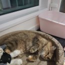 말괄냥이 이미지