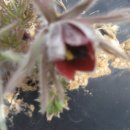 울산들꽃학습원 이미지