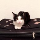 고양이 생활 호텔 이미지