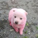 핑크강아지 이미지