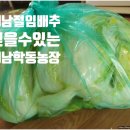 해남학동농장 해남절임배추로 올해 김장준비 완료!