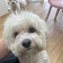 비주앙쥬 이미지