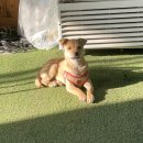 광명연세FC