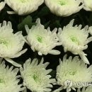 국화