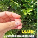 콩콩네일 - 성남시 분당구 판교로 444 | 김포 풍무동 네일샵 '나니네일' 자석젤네일 후기! 풍무동 네일아트, 김포네일아트