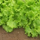 내곡동446 이미지