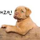 부산애견대학 이미지