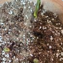 초록동행, 식물일기 | 베란다에서 키우는봄 구근식물 [튤립 3주차 성장일기]