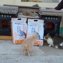 두나펫 코리아 이미지