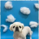 완산애견 이미지