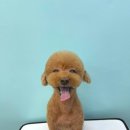 올웨이즈 반려견 미용실 이미지