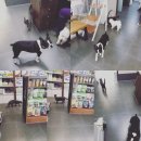 미사마이펫 이미지