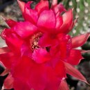 공산주의 시작은 사탄으로부터 이미지