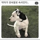 댕댕이냥냥 이미지