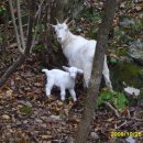 아기염소 이미지