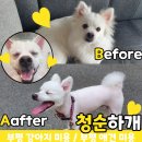 청순하개 이미지