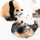 판다스노우