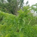 제주통큰장어 이미지