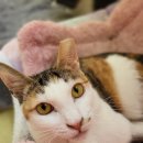 말괄냥이 이미지