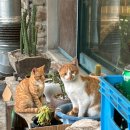 빨간지붕 | 횡성 둔내 장어구이 맛집 &#39;빨간지붕가든&#39; 후기