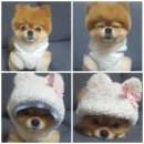 예곰 Daum카페