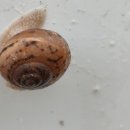 명주길가맥 이미지