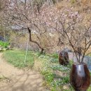 복숭아꽃 살구꽃 이미지