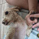 뽀도DOG 이미지