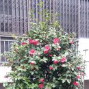 동백꽃약국 이미지