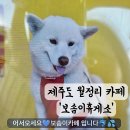 보솜이카페