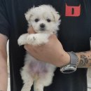 러브미독 이미지