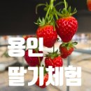 용농장 | 용인가 볼만한 곳 헤븐온어스 딸기체험농장 후기 동물농장