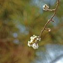 홍문(紅門) 네이버블로그