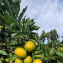 하례광장로 이미지