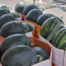 나비청과마트 이미지