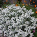 가야벽산 이미지