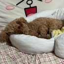 SK네트웍스(주)열린주유소 | 4월 일상 #1 흐드러진 벚꽃이 바람을 타고 흩어졌다