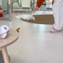 천사냥 | [유기묘 봉사활동] ’반려마루 화성‘ 고양이 주말 오후 봉사 후기 (예약방법, 봉사내용)
