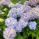 평대리 943 Tu Casa 이미지