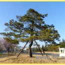 서원산장식당