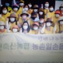 인천 축산농협 , 포도 농가 구슬땀 이미지