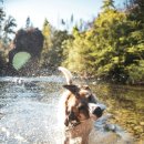 행복한 강아지 이미지