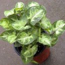 마음을 심는 원예테라피 이미지