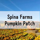 산호세 농장 | Spina Pumpkin Patch_ 산호세 근교 펌킨 패치 &amp; 할로윈
