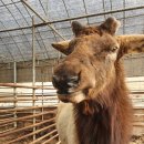 양지단비사슴농장 이미지