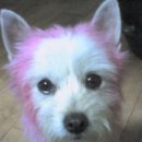 사당시장 이미지