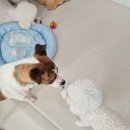 애견호텔 몽몽 이미지