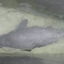 돌고래약품 이미지