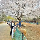 푸른어린이공원 공원화장실 | [공지] 인천 논현동 숨은 힐링 명소! 늘솔길 양떼목장 공기 맑은 산책코스 추천