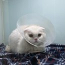 포포동물병원 | 성북구 포포동물병원 6살 고양이 건강검진,스케일링 내돈내산 후기